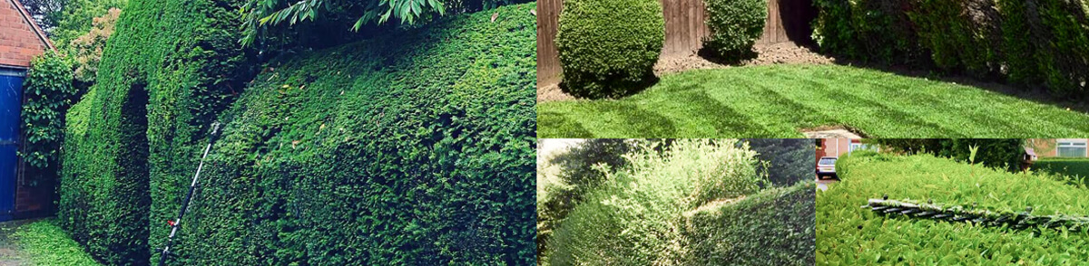 hedge-trimming-tree-warton